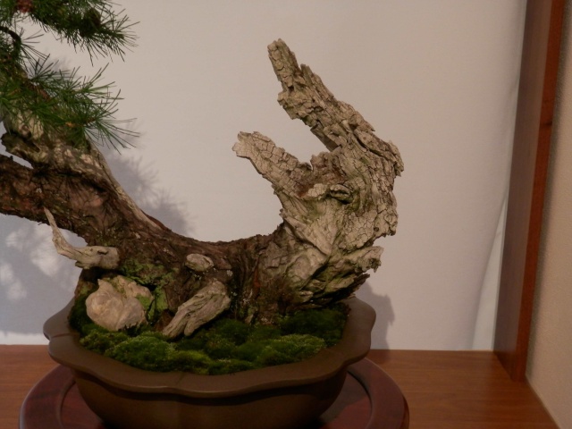 Mostra Brianza Bonsai a monticello 2910