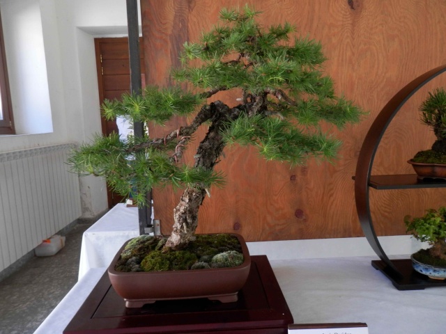 Mostra Brianza Bonsai a monticello 4811