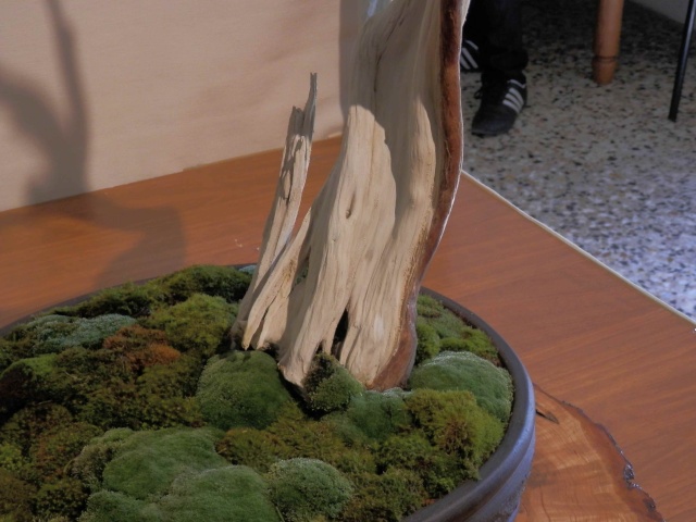 Mostra Brianza Bonsai a monticello 6110