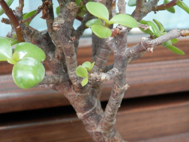 crassula bonsai - Pagina 3 C710