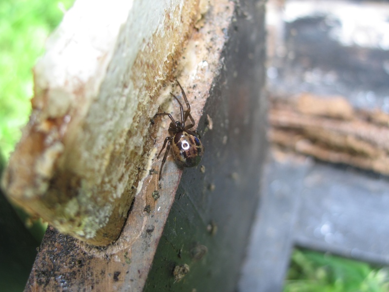 Identifiée: Steatoda Nobilis Img_4810