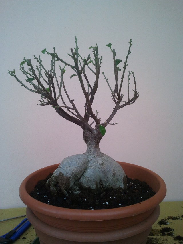 Ficus (credo) ginseng allo stato brado o quasi..... 2013-015