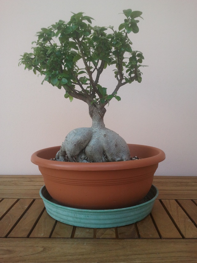 Ficus (credo) ginseng allo stato brado o quasi..... 2013-021