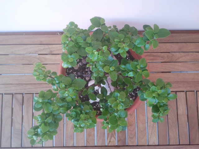 Ficus (credo) ginseng allo stato brado o quasi..... 2013-022