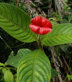 cette fleur ressemble à une bouche féminine Cette-10