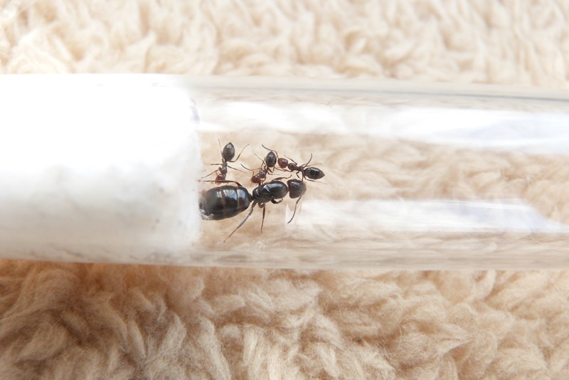 [BLOG] Les Camponotus lateralis ! P1050610