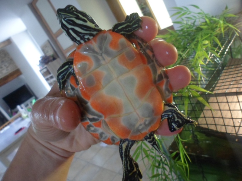 Tortues de Bibimawmi Sam_5011