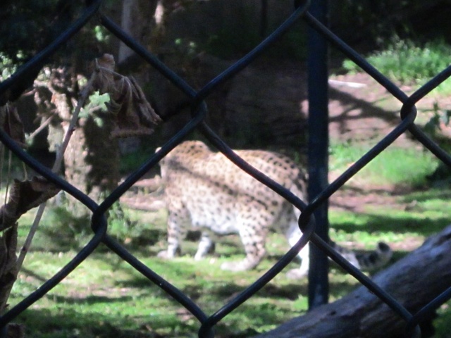 Melbourne Zoo 2013! Img_1228