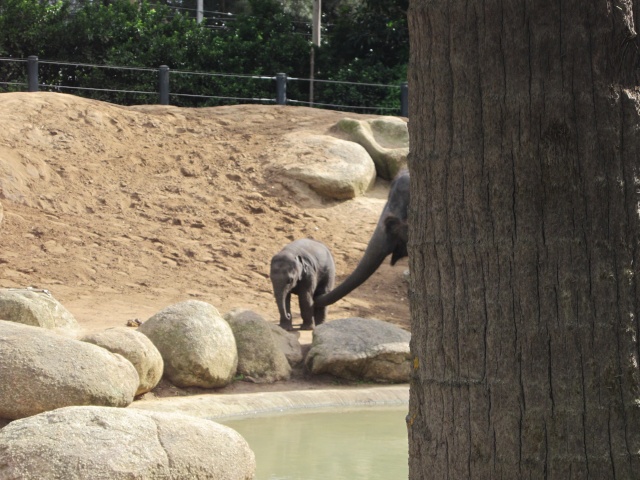 Melbourne Zoo 2013! - Page 2 Img_1322