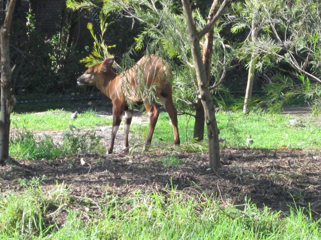 Melbourne Zoo 2013! - Page 3 Img_1418