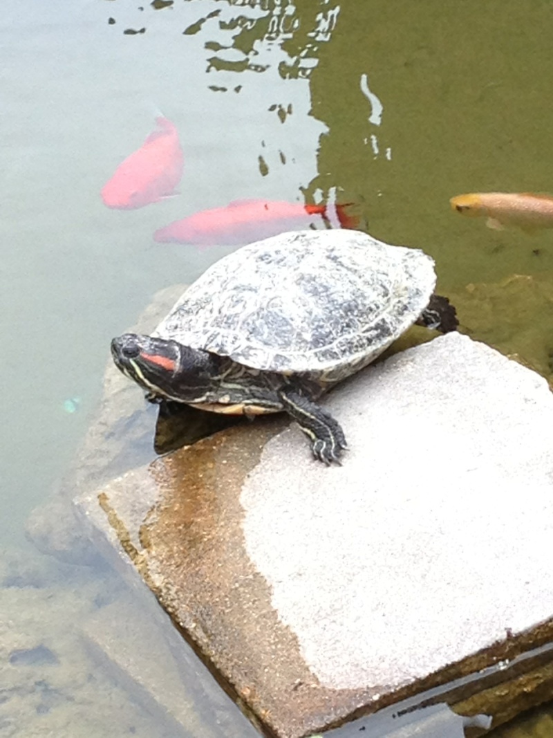 les trachemys scripta elegans de ma marraine. - Page 3 Tortue14