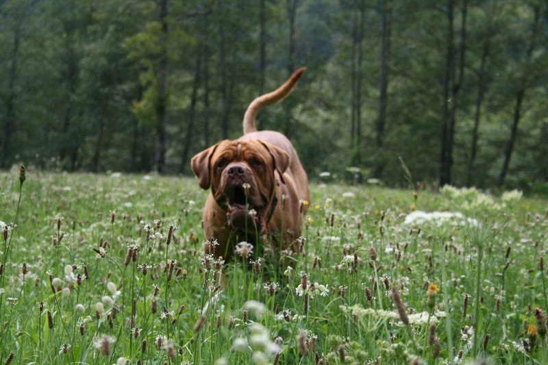 Ospito con molto piacere il vostro dogue de bordeaux Maff_015