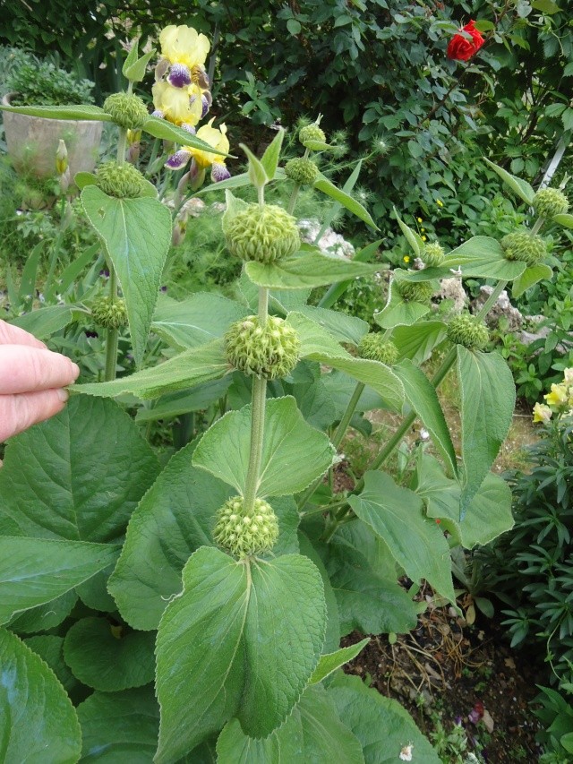 Phlomis - Page 2 00915