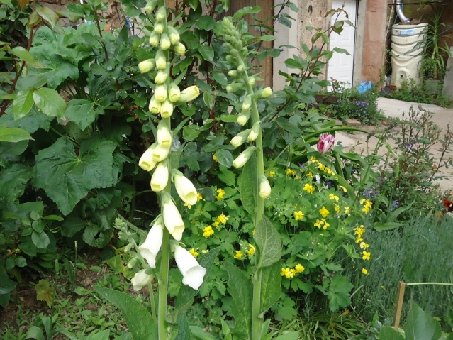 Digitalis , Digitale - Page 2 02412