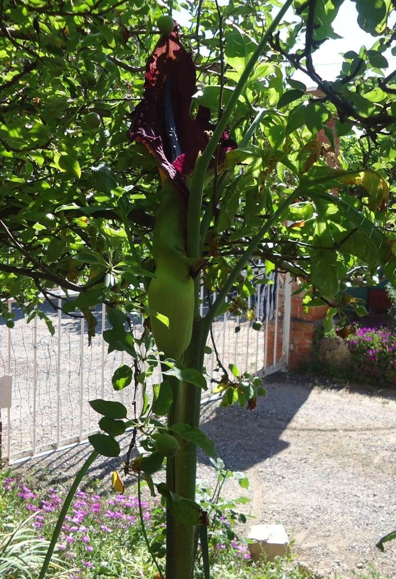 Gouet serpentaire dracunculus vulgaris - Page 3 04214