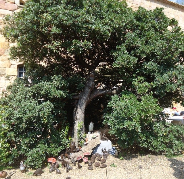 fête des plantes a l abbaye de font froide (aude) 04610