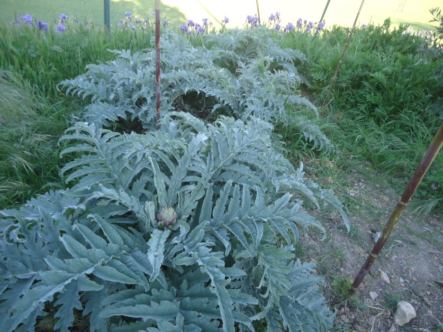 Le potager au quotidien - Page 4 06710