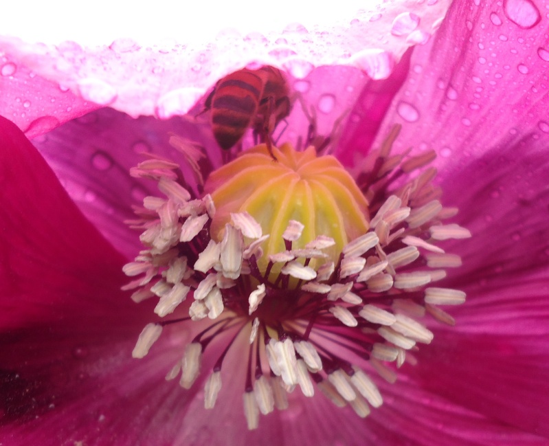 Papaver somniferum - Page 3 11510