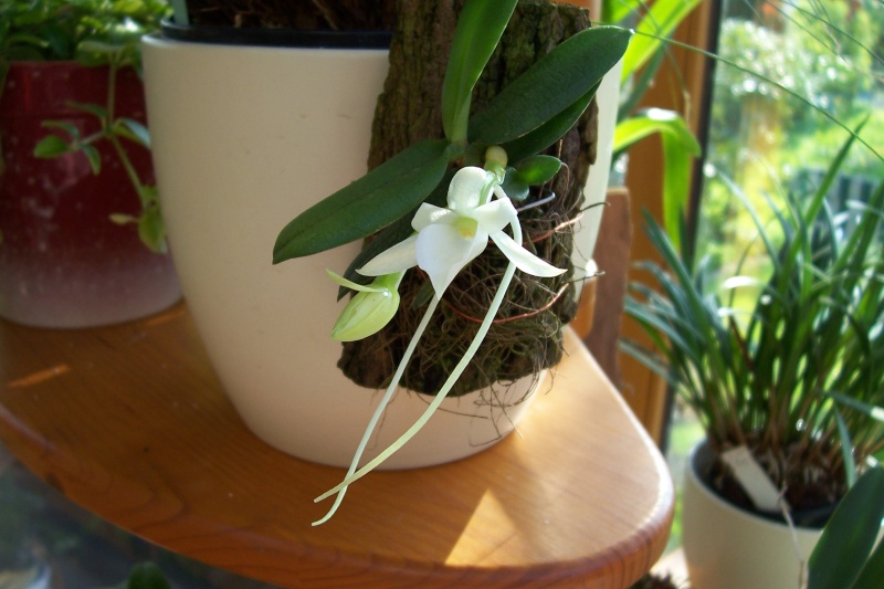 Miniatur- Orchideen - Seite 3 Angrae11