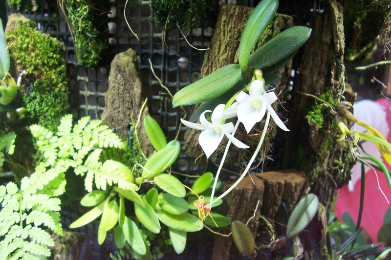 Miniatur- Orchideen - Seite 3 Angrae12