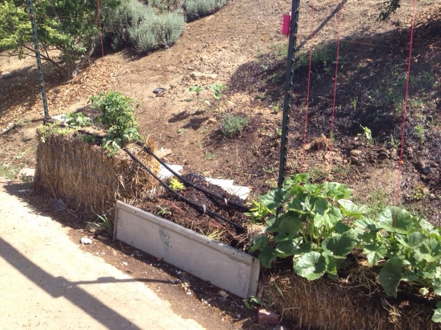 Any Straw Bale Gardeners Out There? 4-29-t10