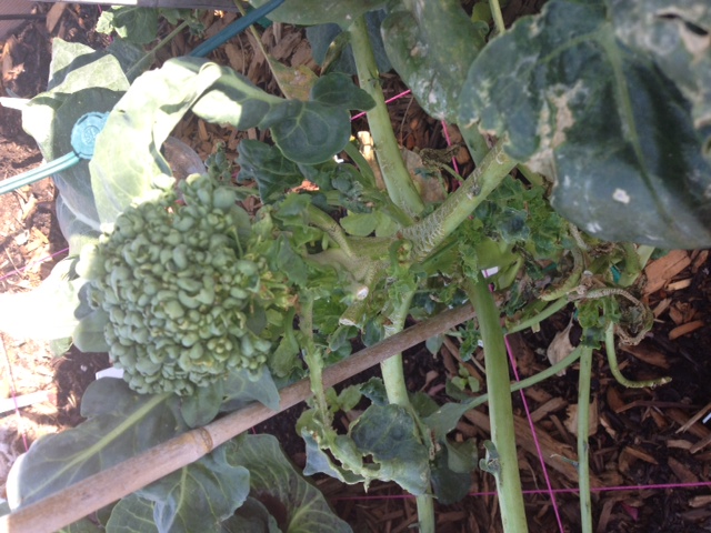 Should I pull this Broccoli? Bad_br10
