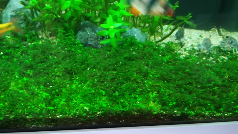 aquarium juwel rio 180 méthode en dry start méthod - Page 4 Aqua_210