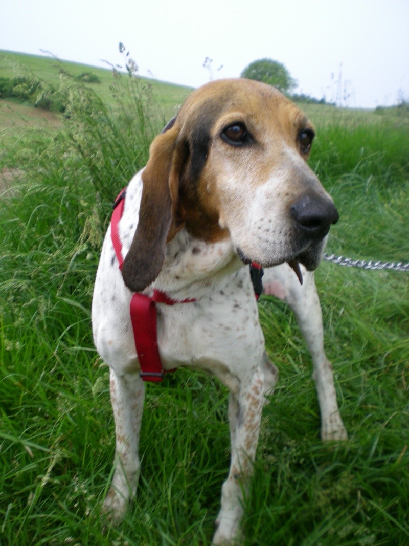 Aidez moi - MAMY - ariegeois 12 ans - Sos Animaux à Le Broc (63) Dscn7411