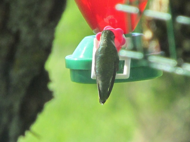 Re-bienvenue, colibri! Img_1310