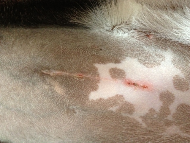 Spay - Post spay incision Photo_10