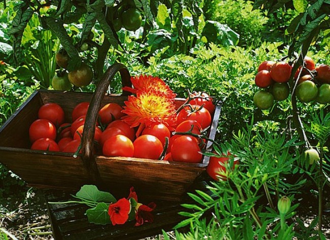Les tomates  10712010