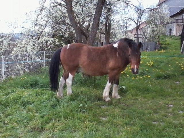 Looping , mon poney Loopin17