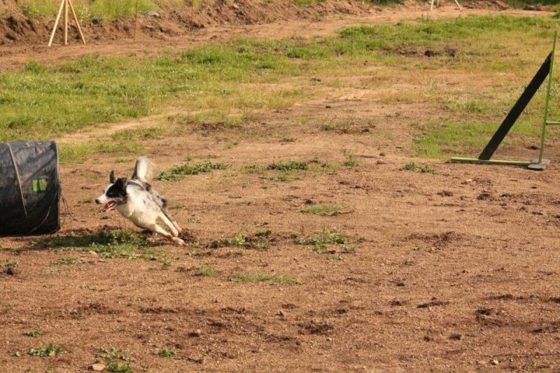 Ma pucette en agility! Image_14