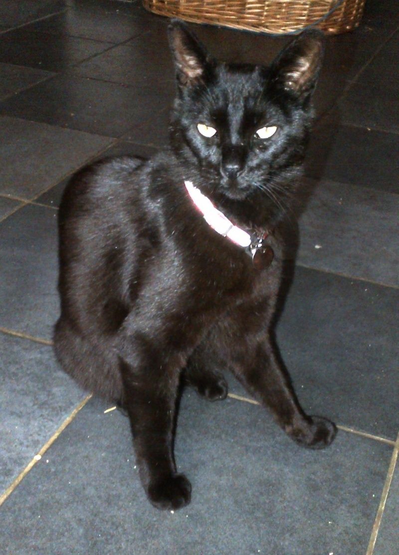 Looka, chat noir d'environ 6 ans - Refuge SPA d'Amance - Page 3 Dandy11