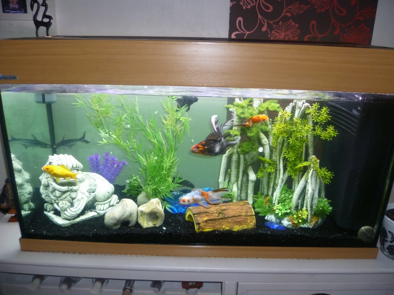 Voici mon aquarium P1050410