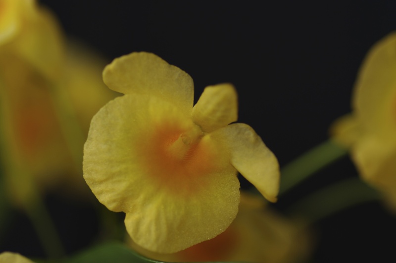 Dendrobium lindleyi ou aggregatum Dendro10