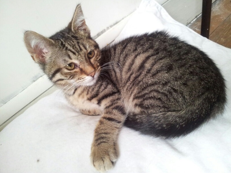 Pimky - Adorable puce tigrée née le 15/01/2013 adoptée en RP 13669810