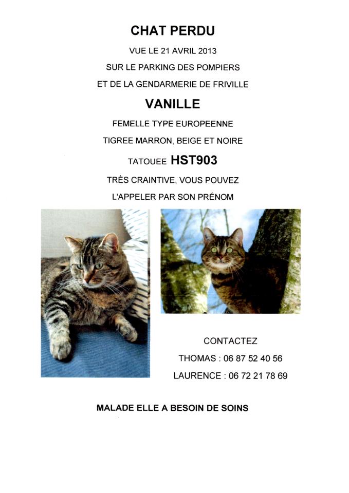 chatte - Chatte perdue dans le 80 RETROUVEE 38187510