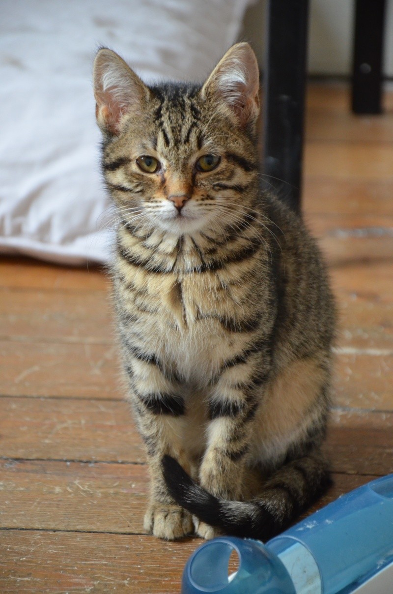 Pimky - Adorable puce tigrée née le 15/01/2013 adoptée en RP Dsc_8711