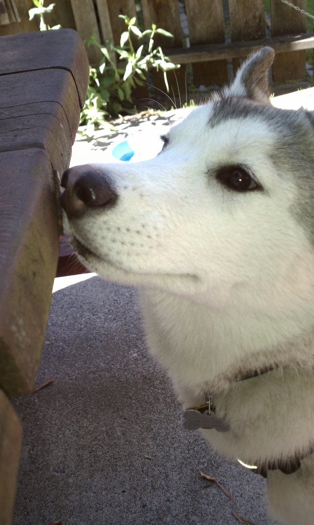 [Scrapbook] Link the Siberian Husky - Page 10 Imag1511