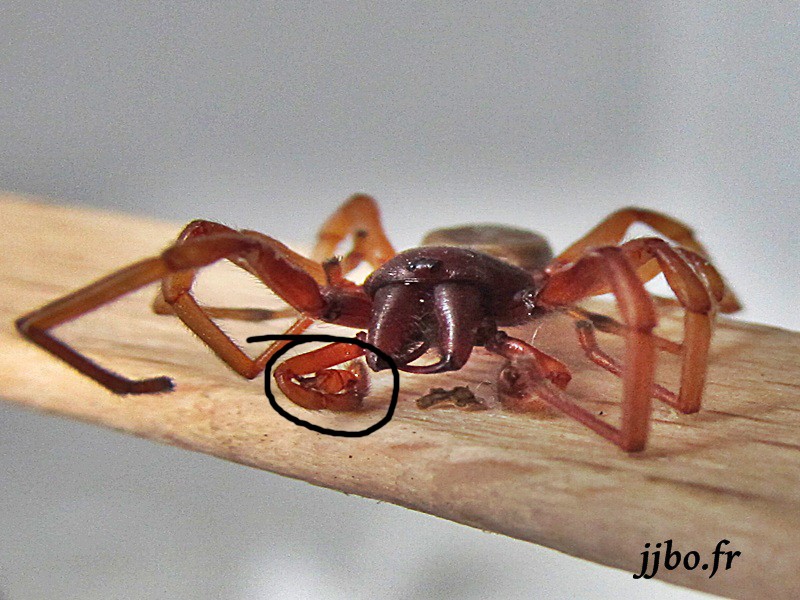 araigée avec de sacrés crochets Araign10