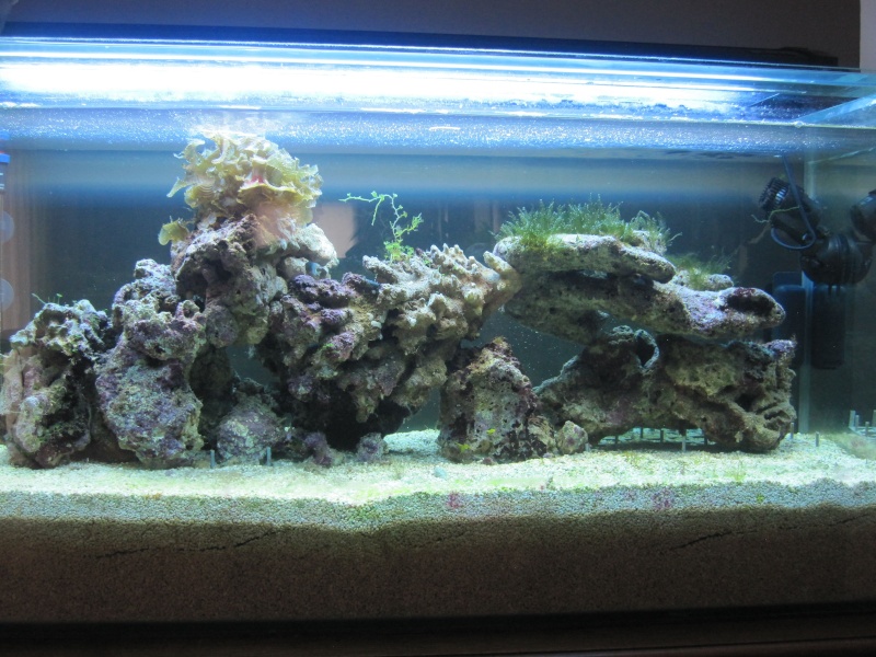 Aquarium 200 l - Page 4 Img_5410