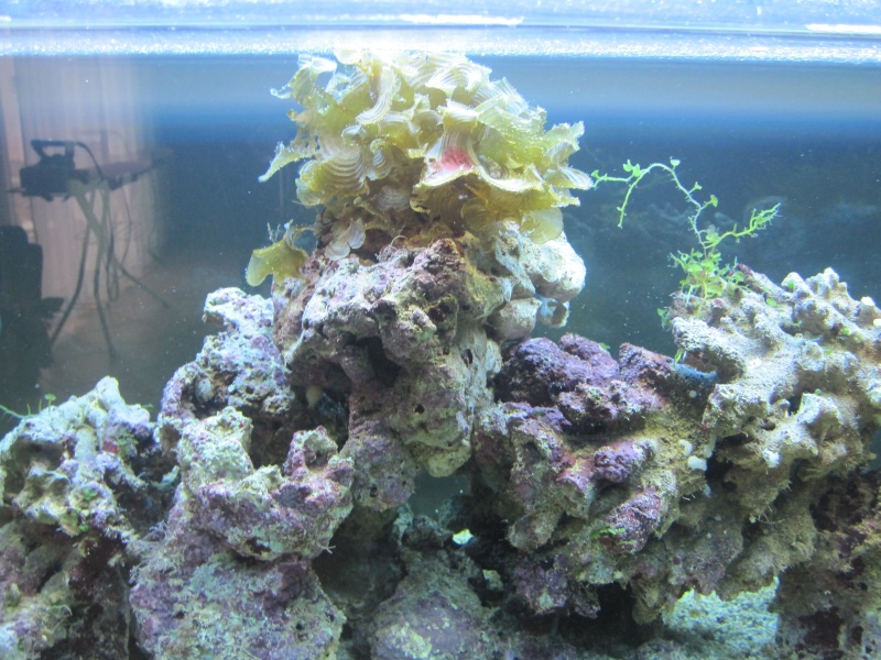 Aquarium 200 l - Page 4 Img_5411