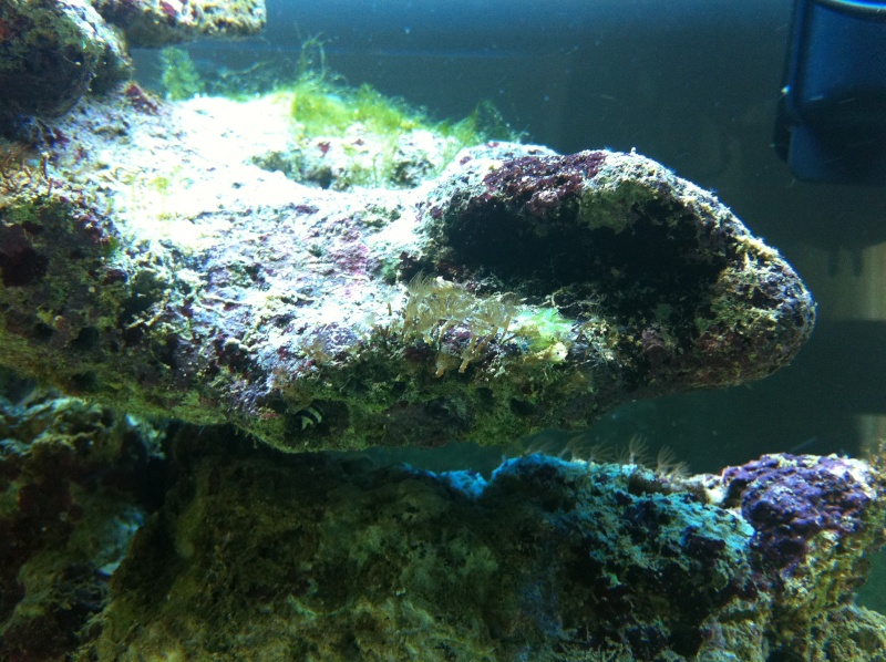 Aquarium 200 l - Page 4 Photo12