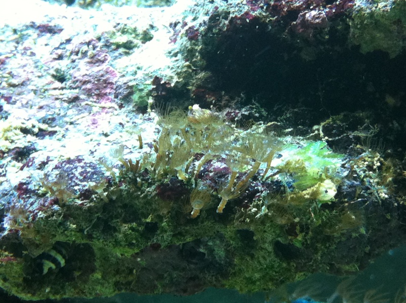 Aquarium 200 l - Page 4 Photo212