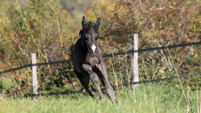 Le petit derniers de la saison !  Img_9714