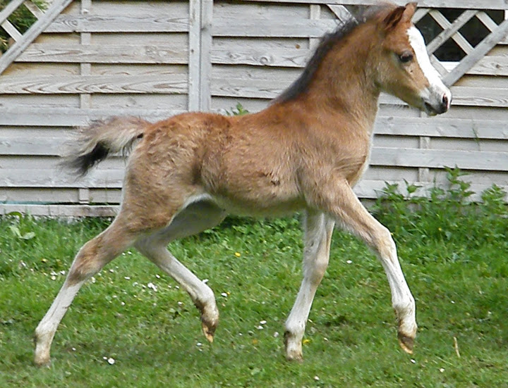 Donella FAYLINN welsh mountain 20-04-16