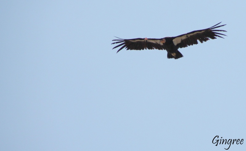 Vol d'un Condor du Grand Canyon Condor10