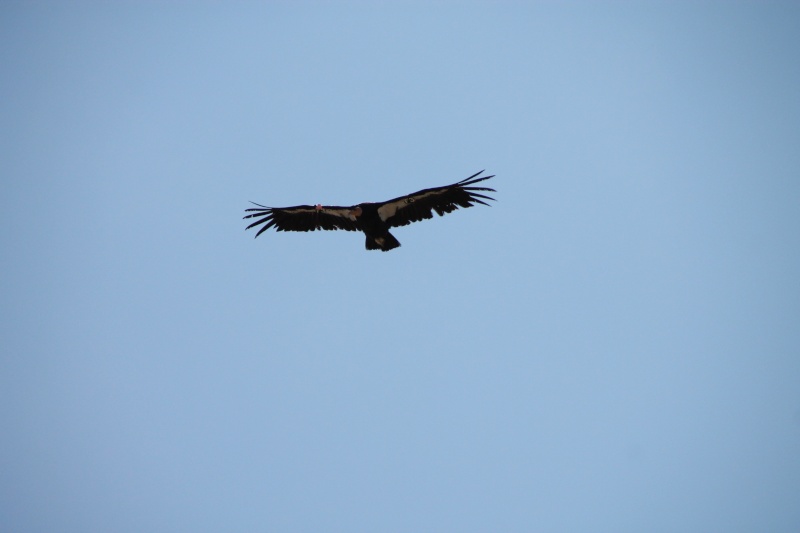 Vol d'un Condor du Grand Canyon Img_1510