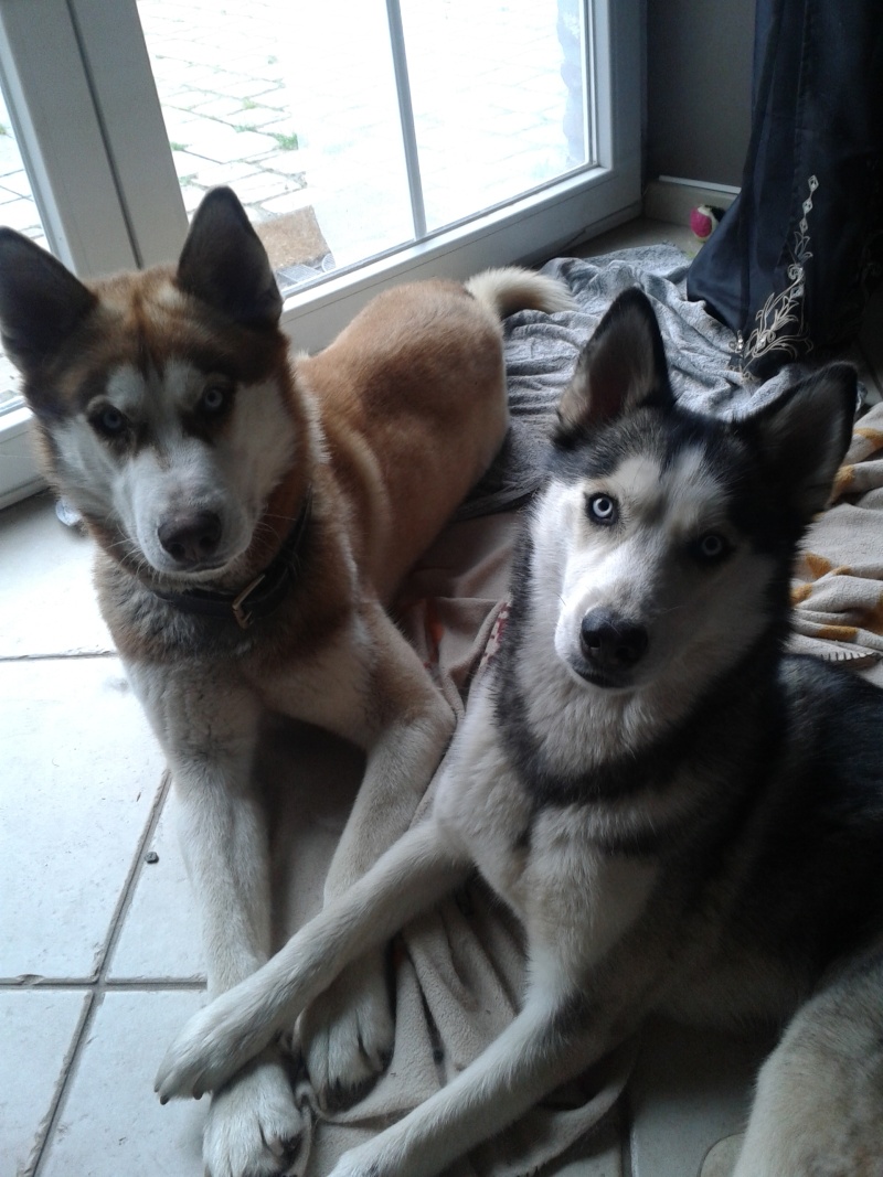 Ghost sibérian husky (m ) très sympa besoin d'exercice 09/2011/REF:72ADOPTE - Page 3 Huskie14